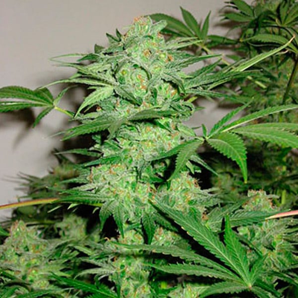 Northern-Ligth-Special-5-u-reg-KC-Brains