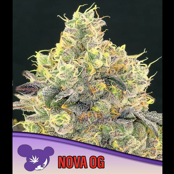 Tres semillas feminizadas Nova OG de Anesia Seeds para cultivo de cannabis