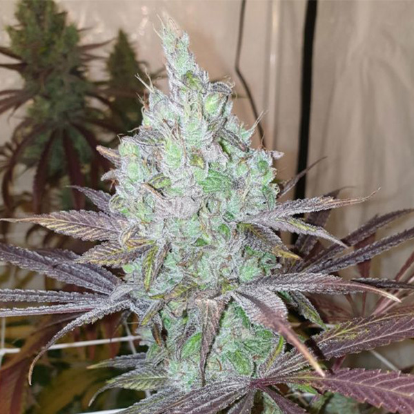 semillas feminizadas Now N Frutti de Karma Genetics para cultivo