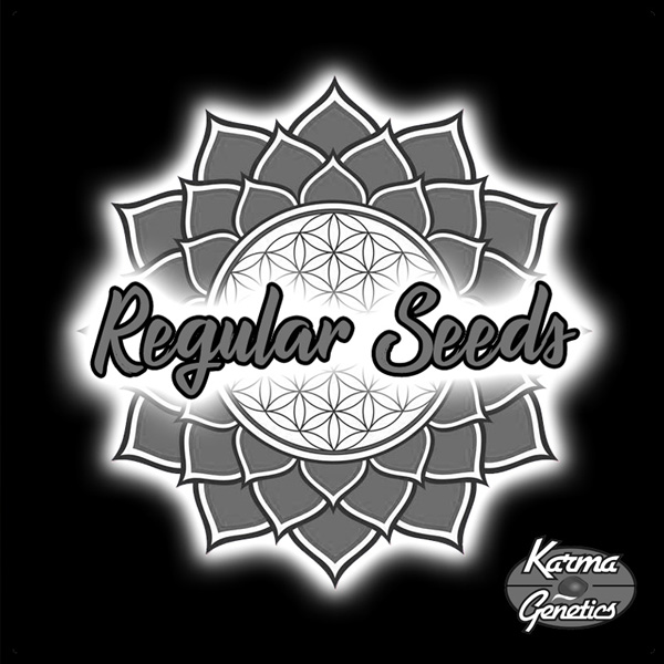 semillas feminizadas Now N Melon de Karma Genetics