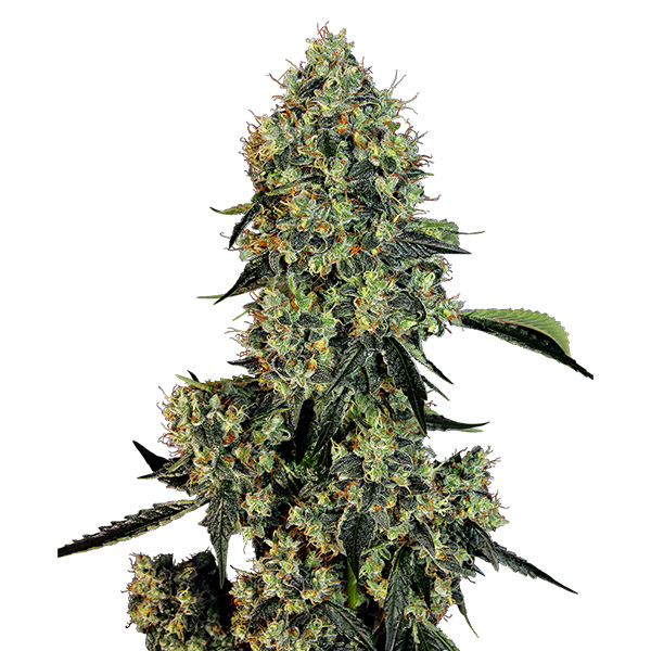 Planta de cannabis OG Kush variedad feminizada White Label para cultivo