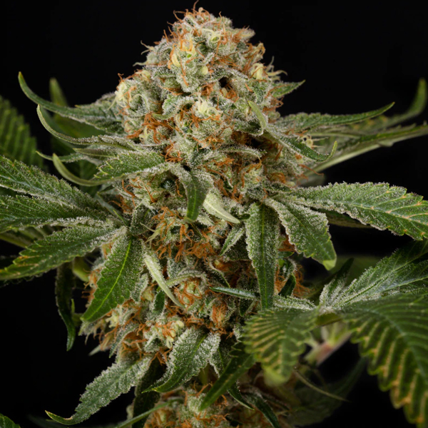 OG Kush feminizadas Silent Seeds