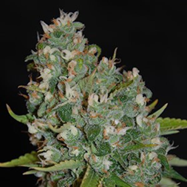 semillas feminizadas OG13 de G13 Labs para cultivo