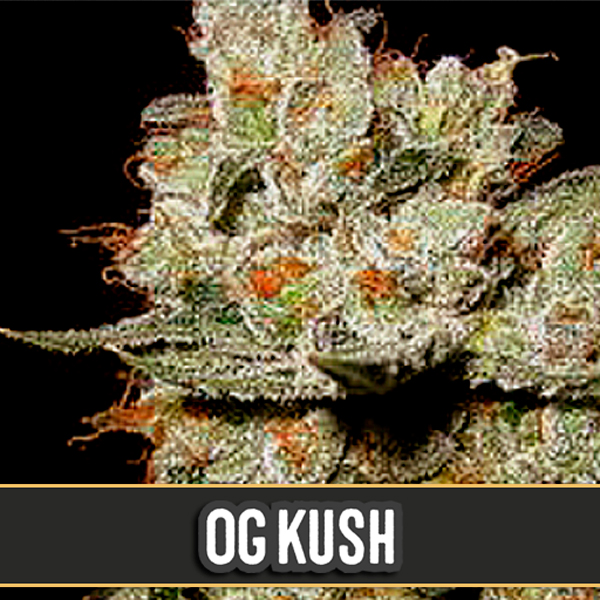 semillas feminizadas OG's Kush de Blimburn Seeds para cultivo