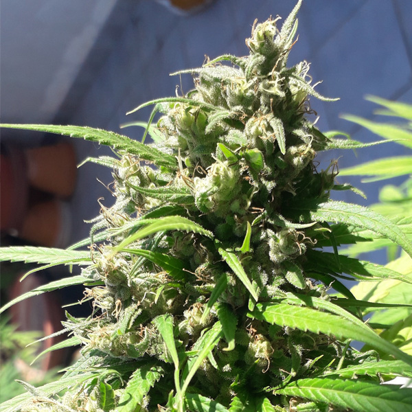 Planta de cannabis Oaxaca A5 Haze 1 unidad feminizada Ace Seeds