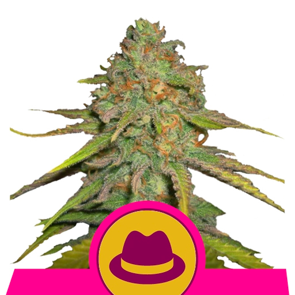 Cogollo de Og Kush 3 unidades feminizadas Royal Queen para cultivo
