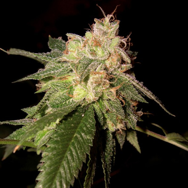 Semillas feminizadas OG Kush 5 unidades DNA Genetics