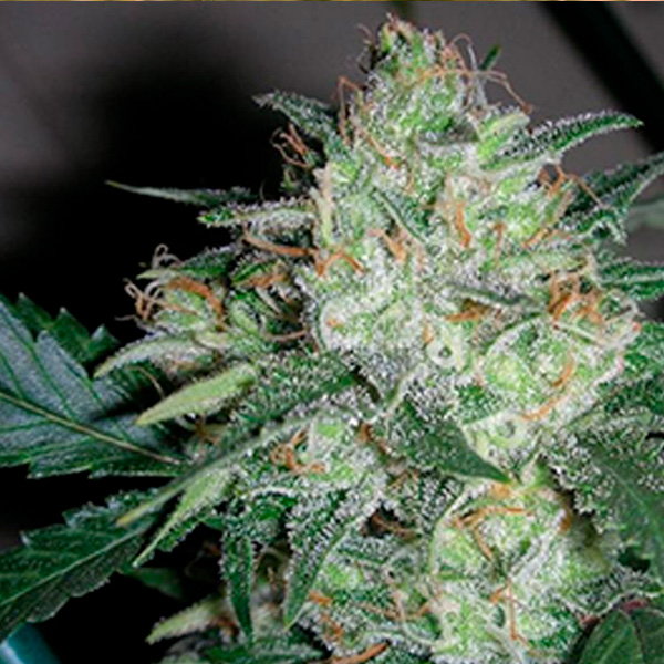 Semillas feminizadas Ogiesel The Cali Connection para cultivo