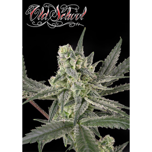 Semilla feminizada Old School 1 de Ripper Seeds para cultivo