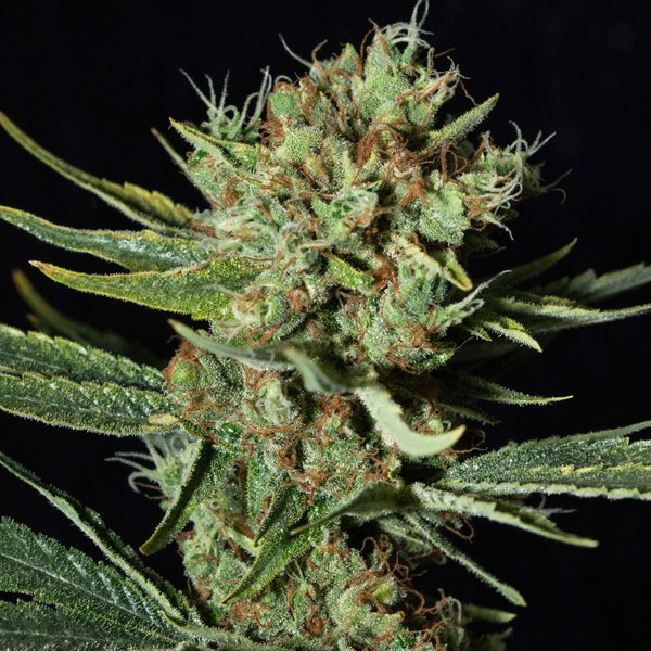 Semillas feminizadas CBD 3+1 de Eva Seeds para cultivo