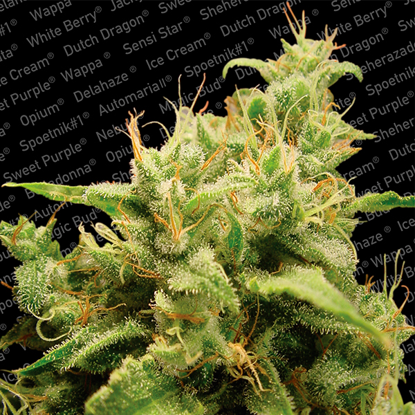 Semillas feminizadas Opium-5 de Paradise Seeds para cultivo de cannabis