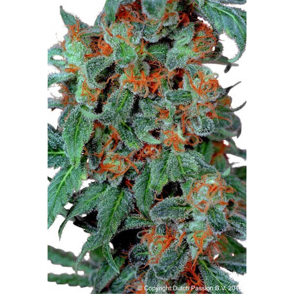 Planta de cannabis Orange Bud 5 unidades feminizadas Dutch Passion