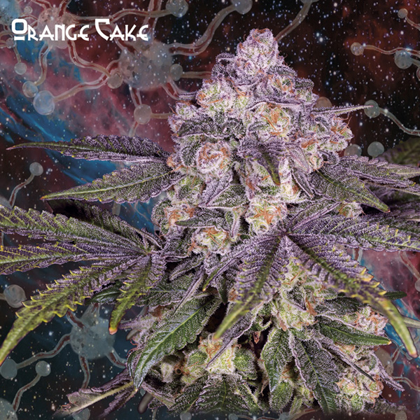 Semilla feminizada Orange Cake de Nemeseeds para cultivo de cannabis