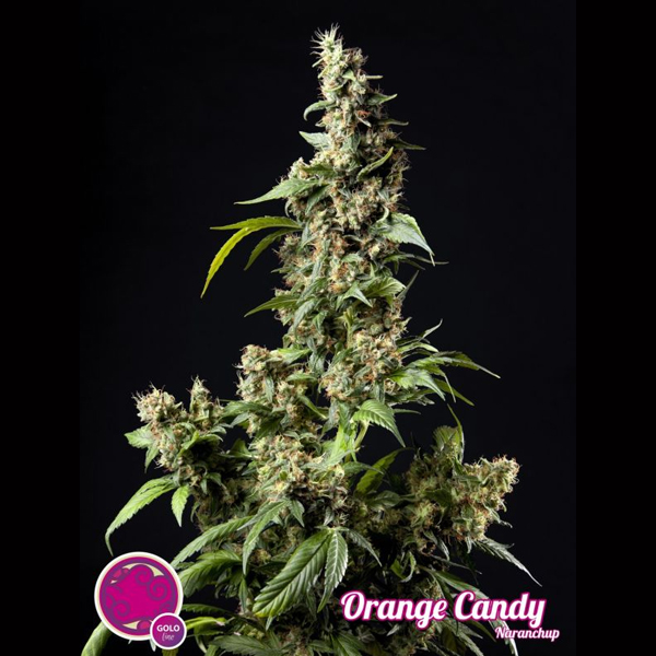 Tres semillas feminizadas Orange Candy para cultivo de cannabis
