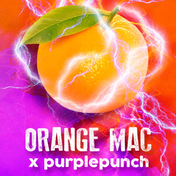 Flor de cannabis Orange MAC 3 feminizada de Tramuntana Seeds