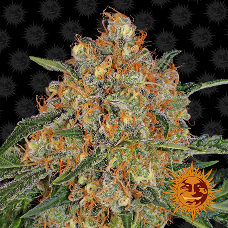 Flor de Orange Sherbert variedad feminizada de Barneys