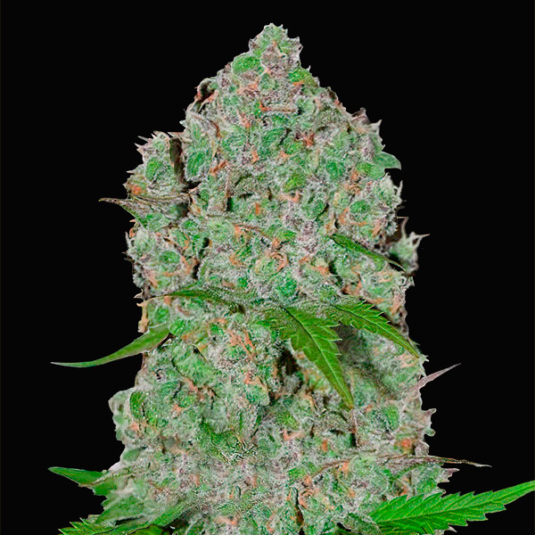 Semilla feminizada Orange Sherbet Auto de FastBuds para cultivo de cannabis