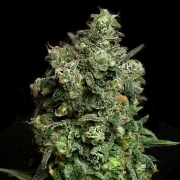 Semillas feminizadas Oregon Apple Trail de Elev8 Seeds para cultivo de cannabis