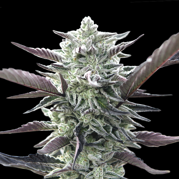 Tres semillas feminizadas Oreoz para cultivo