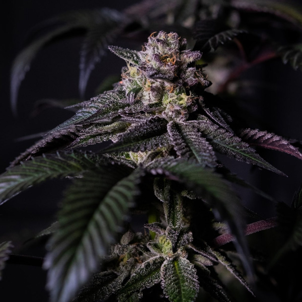 semilla feminizada Oreoz Milkshake para cultivo de marihuana