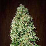 Tres semillas feminizadas Orient Express para cultivo de cannabis