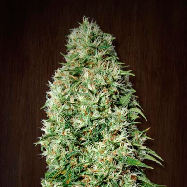 Semillas feminizadas Orient Express de Ace Seeds para cultivo
