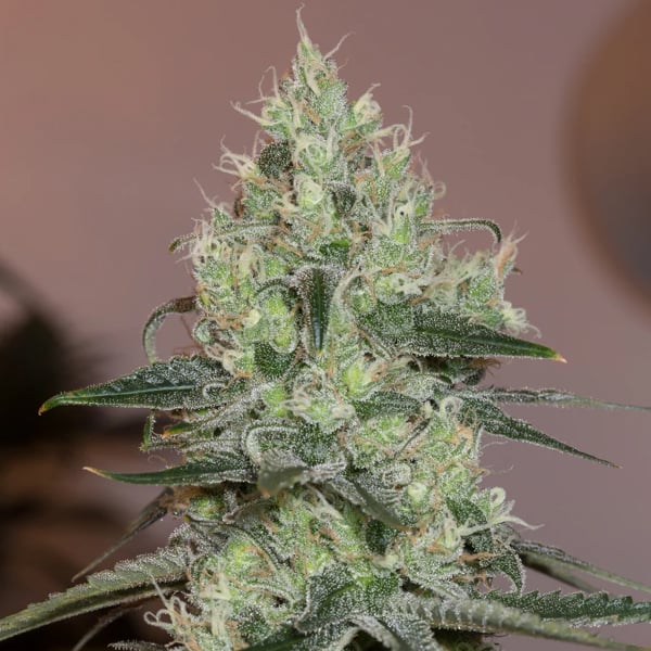tres semillas Original Amnesia de Silent Seeds