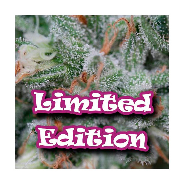 Paquete de semillas feminizadas Original Ganster edición limitada de Dr Underground