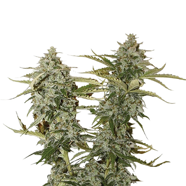 Imagen de semillas feminizadas Original Glue 5 de Nirvana