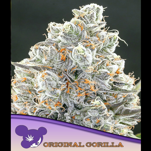 Semillas feminizadas Original Gorilla 3 unidades Anesia