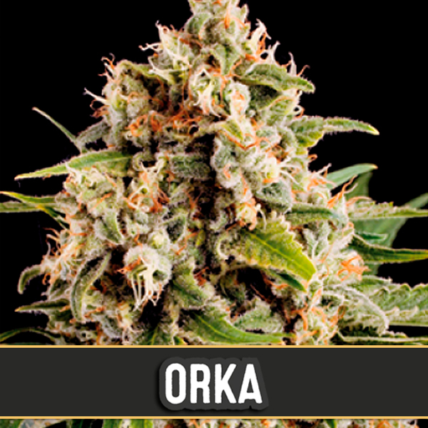 semillas feminizadas Orka de Blimburn Seeds para cultivo