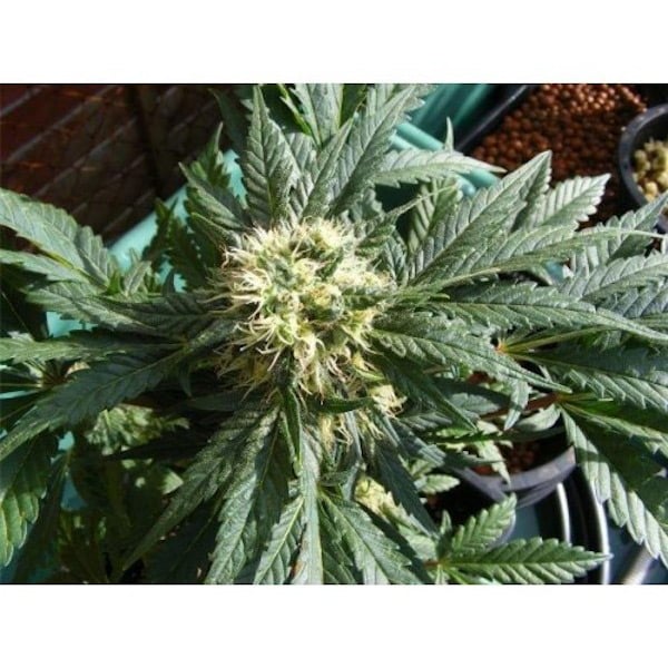 Semillas regulares Ortega de Mr. Nice para cultivo de cannabis