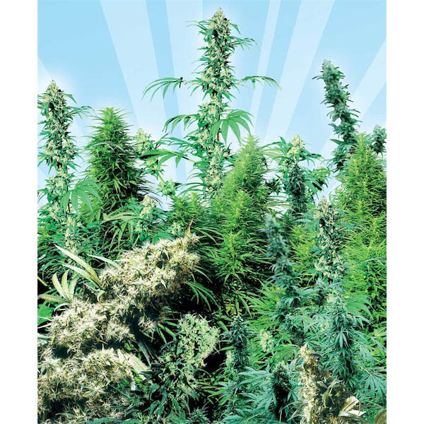 Paquete de semillas regulares Outdoor Mix de Sensi Seeds Bank para cultivo exterior