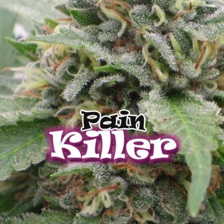 semillas feminizadas Painkiller 8U Dr Underground para cultivo de cannabis