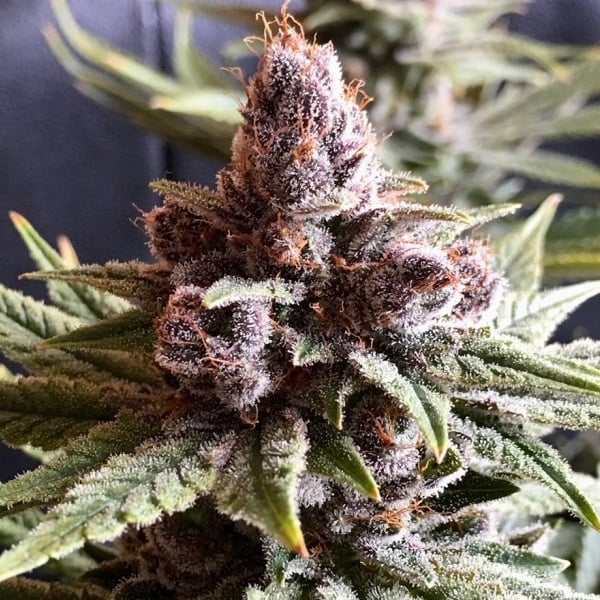 Flor de cannabis Pakistan Chitral Kush feminizada Ace Seeds