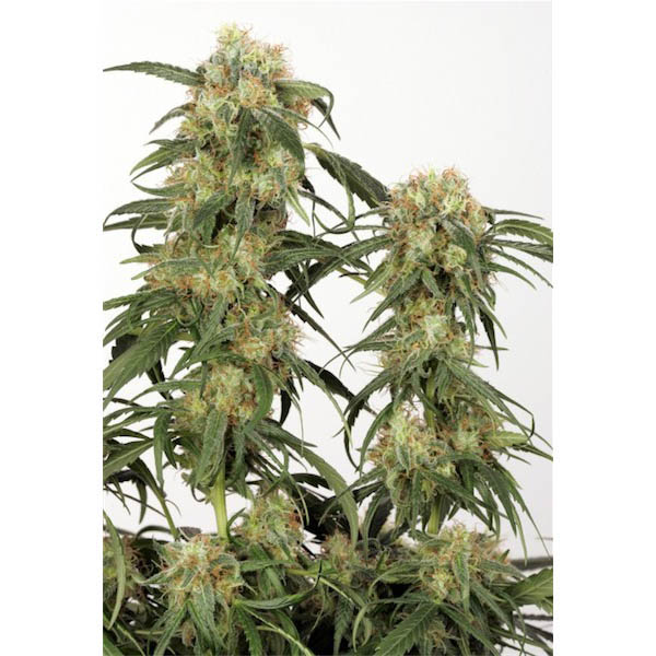 semillas feminizadas Pamir Gold de Dutch Passion para cultivo de cannabis