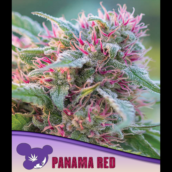 Tres semillas feminizadas Panama Red para cultivo de cannabis