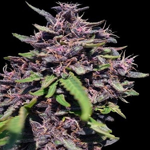 Panama x PCK feminizadas Ace Seeds
