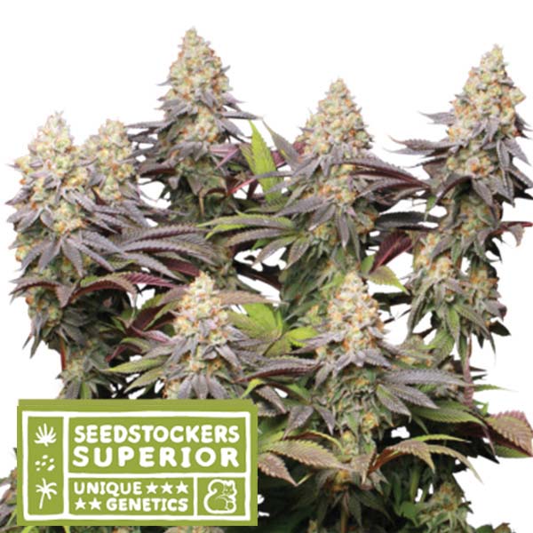 semilla feminizada Panty Punch de Seedstockers para cultivo de cannabis