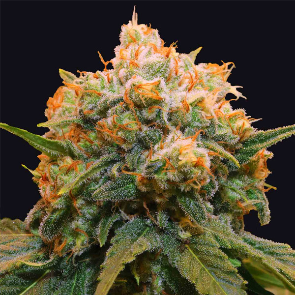 Tres semillas feminizadas Papaya Bx1 edición limitada de Grateful Seeds