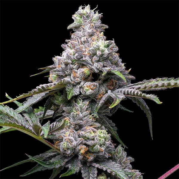 semilla feminizada Papaya X Hollywood Cookies de Cookies Seed Bank