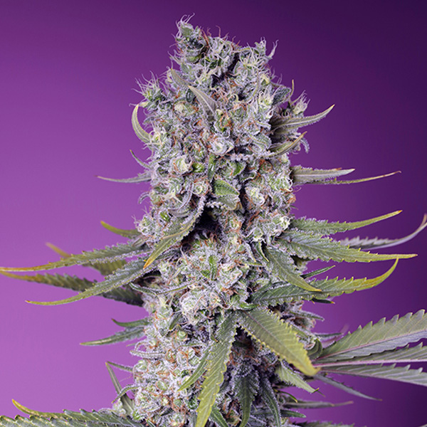 semillas feminizadas Papaya Zoap F1 Fast Version de Sweet Seeds para cultivo