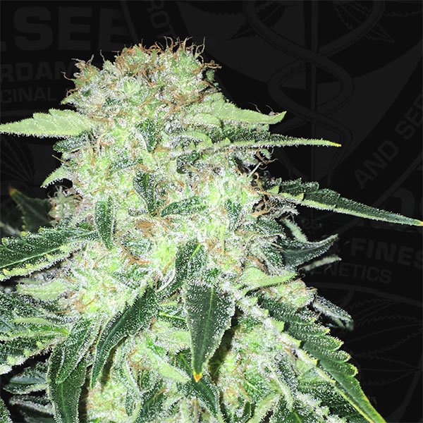 Semillas feminizadas SAGE CBD para cultivo de cannabis