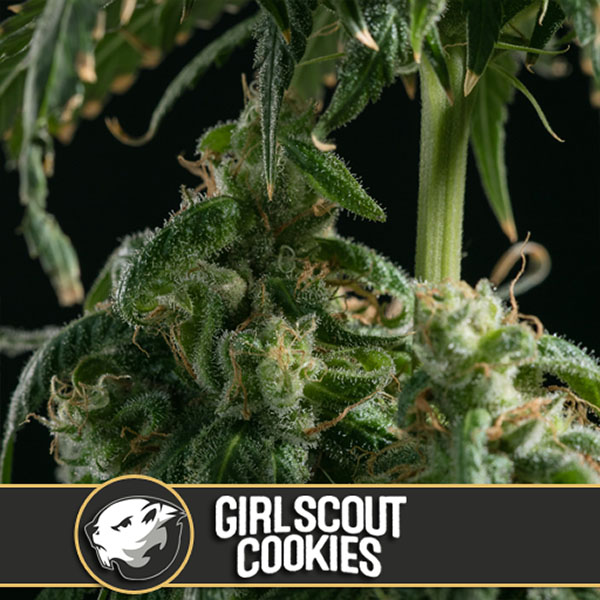 semillas feminizadas Girl Scout Cookies de Blimburn Seeds