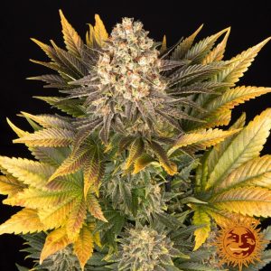 Banana Punch feminizada Barneys Farm