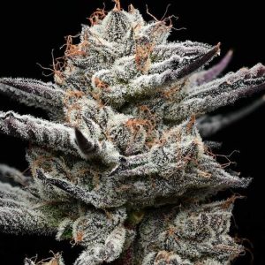 Black Cherry Gushers