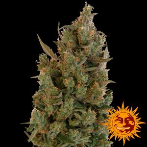 Cheese feminizada Barneys Farm