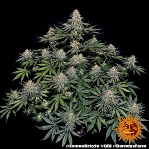 Lemon Drizzle feminizada Barneys Farm