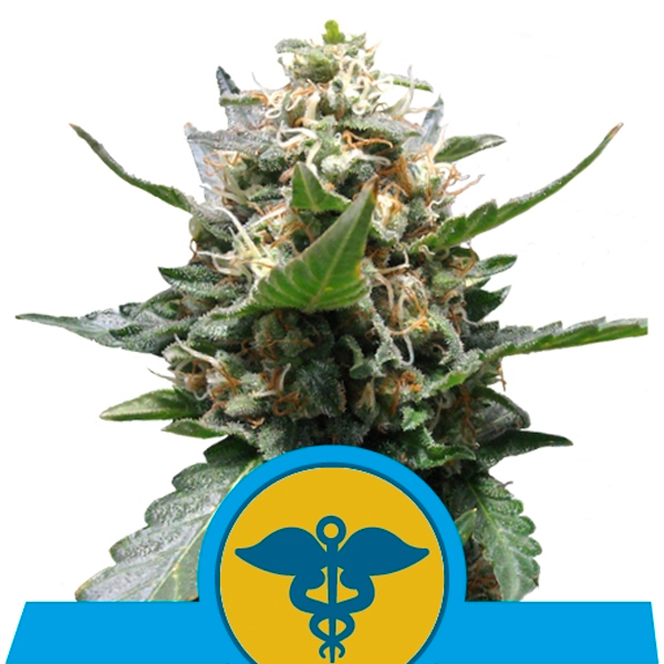 Royal Medic Royal Queen Seeds