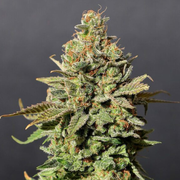 semillas feminizadas Russian Doll de Kannabia para cultivo